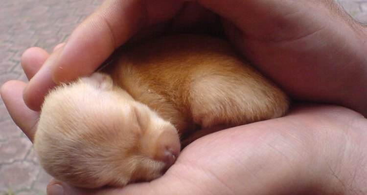 Chihuahuas recém-nascidos podem pesar menos de 85 gramas