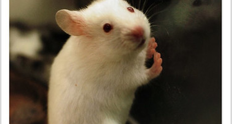 Pequeñas cantidades de veneno para ratas pueden ser mortales.