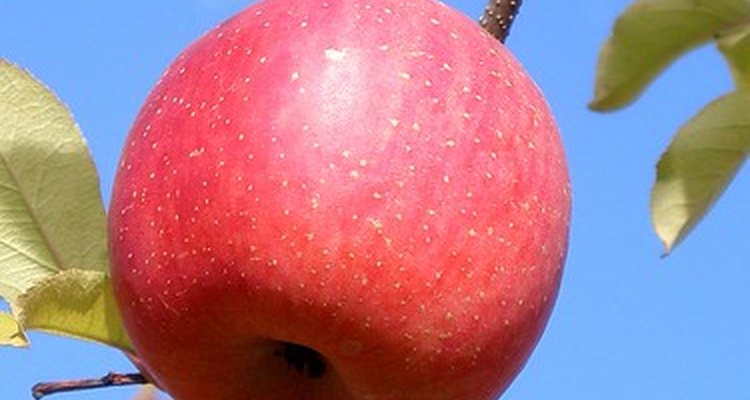 Apple trees are among the long-lived trees.