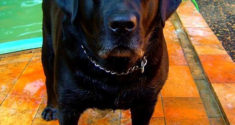 Las razas grandes de perros, tales como los labradores, son más propensos a problemas en las articulaciones.