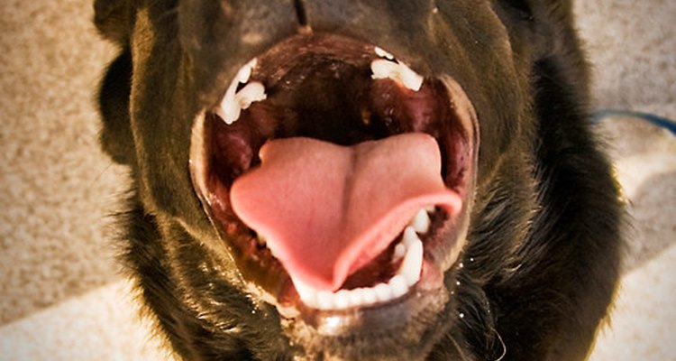 La desnutrición es la causa principal de que la lengua rosada sana de un perro se vuelva negra.