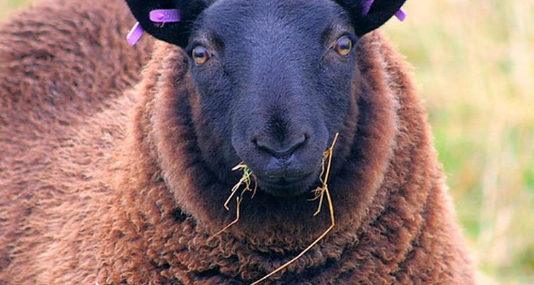 La lanolina es el aceite natural en la lana de las ovejas.