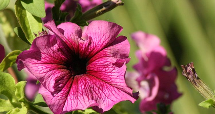 Las petunias son una buena elección para macetas colgantes, ya que pueden tolerar el sol directo y el calor.