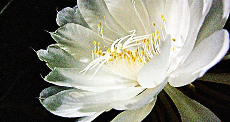 An epiphyllum in bloom.