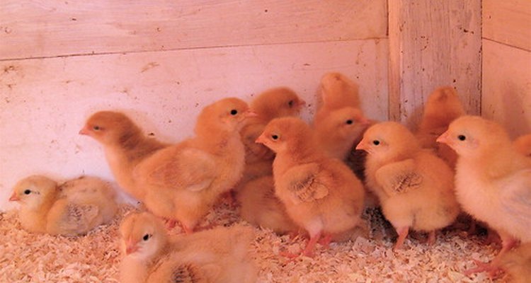 Cuánto tiempo debe permanecer un polluelo en una incubadora? |