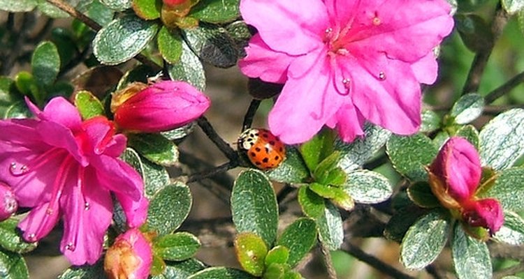 Las azaleas son la flor silvestres oficial de Georgia, EE. UU.