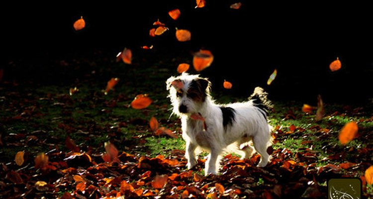 El cáncer puede ser un diagnóstico devastador a escuchar para cualquier dueño de un perro.