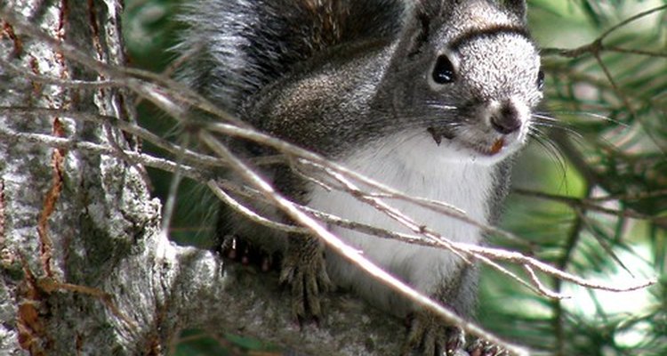 Gray squirrel in a tree