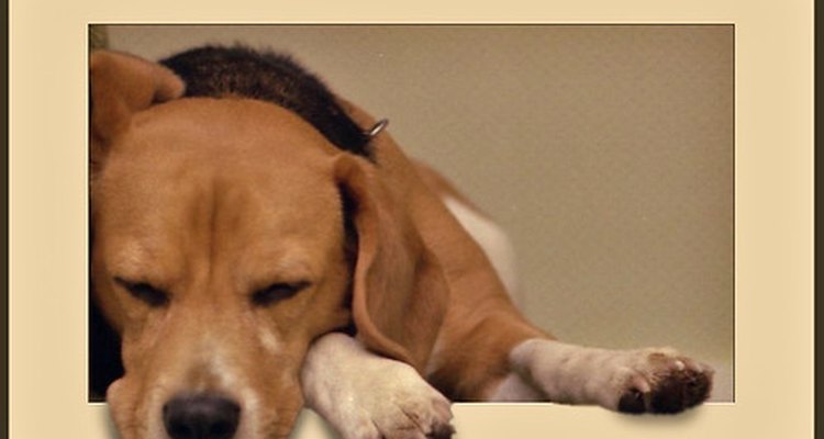 Los beagles son mascotas populares.