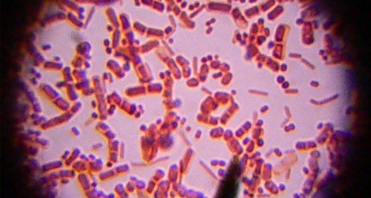 A visão microscópica de uma bacteria
