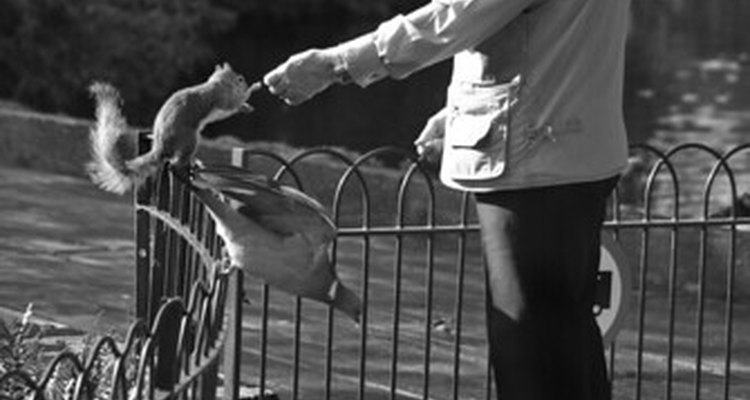 Man feeding squirrel