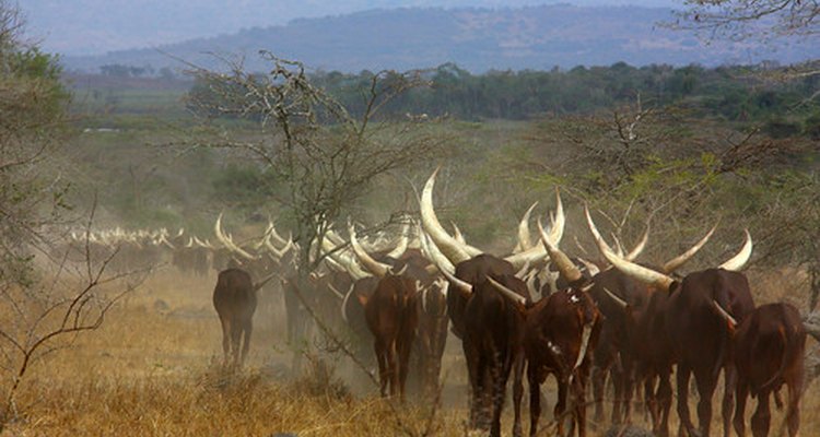 Cowhide is plentiful and on every continent.