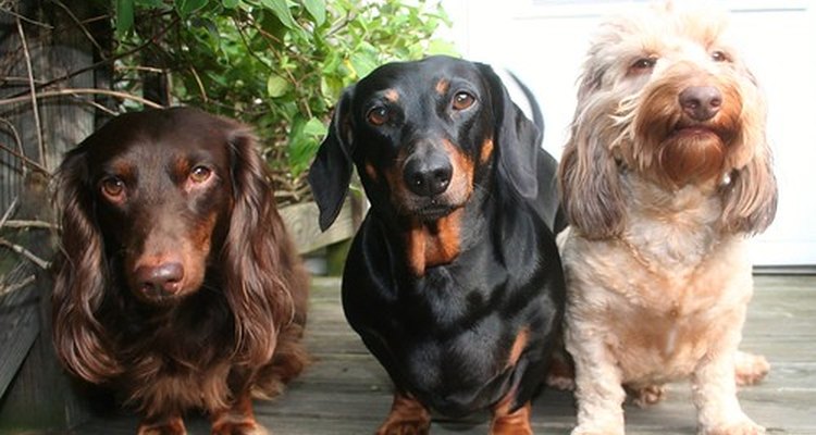 Dachshunds come in many colours and textures.