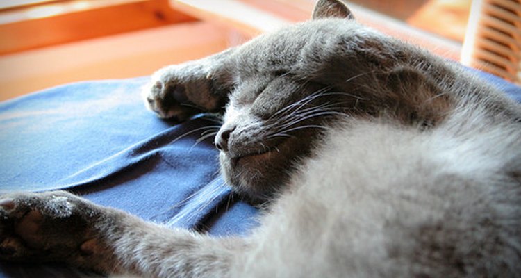 Seu gato pode estar entediado