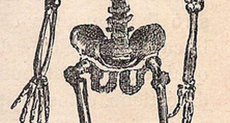 Human Skeleton