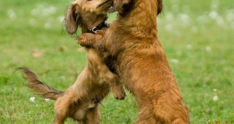 Life cycle of a dachshund