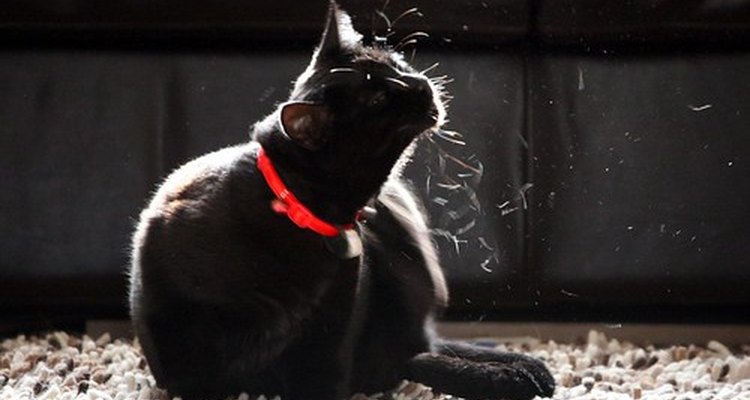 O seu gato pode ter pulgas