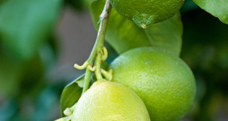 Citrus trees--lemons, limes, oranges, tangerines, grapefruit, tangelos and so on--may live and produce fruit for 50 years, often even more.