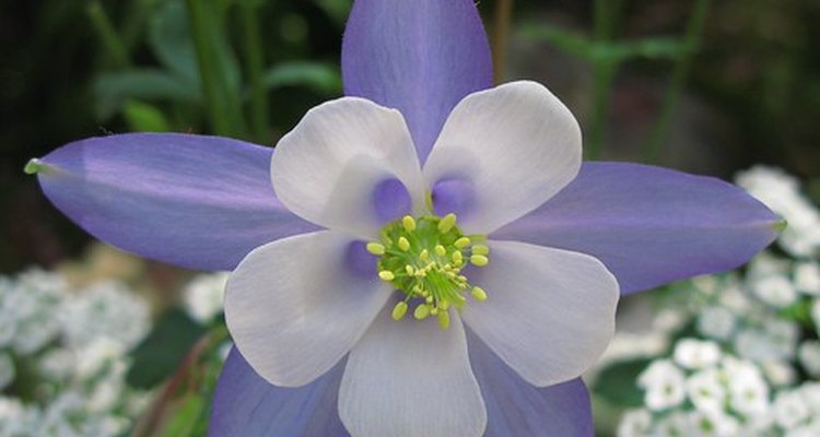 Columbine