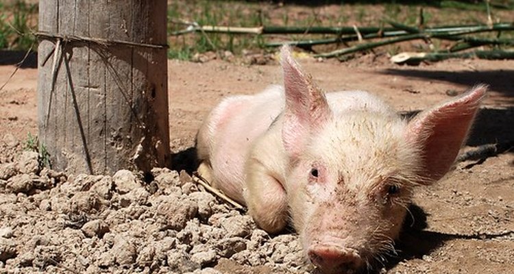 Procure por sinais específicos em uma leitoa prenha