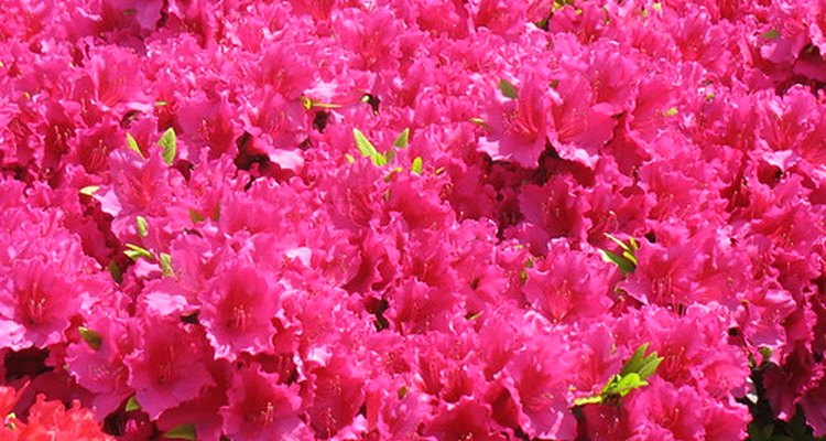 Azalea
