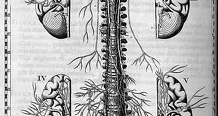 Os hemangiomas vertebrais são anormalidades dos vasos sanguíneos que circundam a coluna
