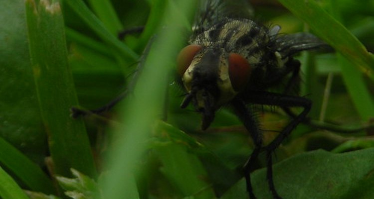 Como identificar pestes domésticas