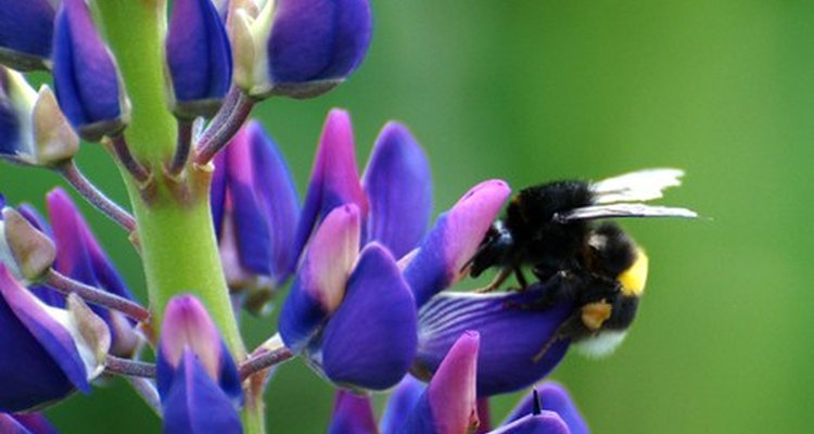 A lupin flower in bloom