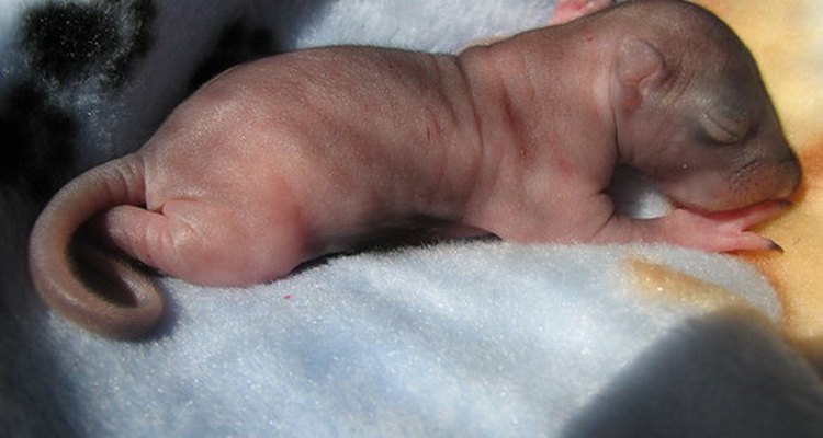 Orphaned baby squirrel