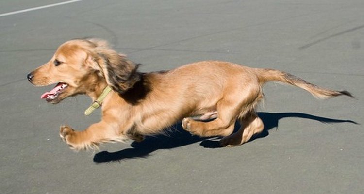 Un perro que es chocado por un auto presentará normalmente lesiones de patas nerviosas.