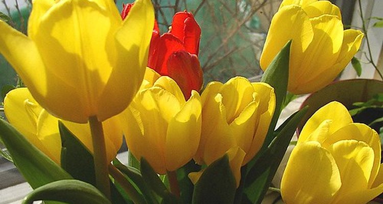 Los tulipanes pertenecen a la familia de las plantas liliáceas.