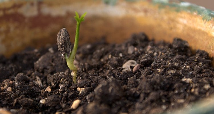 Las macetas pequeñas están bien para las plántulas, pero restringirán el crecimiento de plantas más grandes.