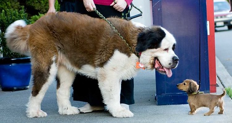A dachshund pup meets a Saint Bernard.