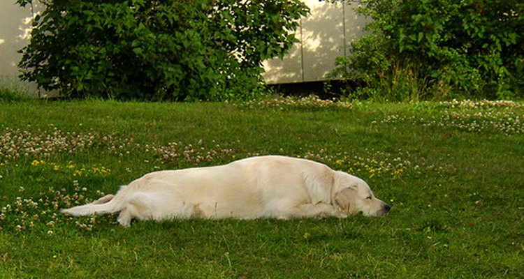 Dog napping in garden
