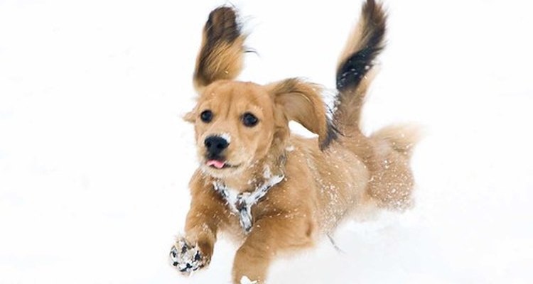 Dachshunds make excellent family pets.