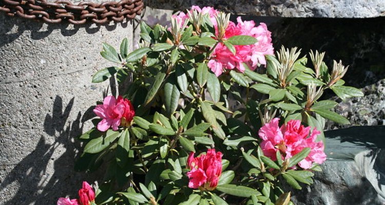 Floraciones rosadas claras y oscuras.