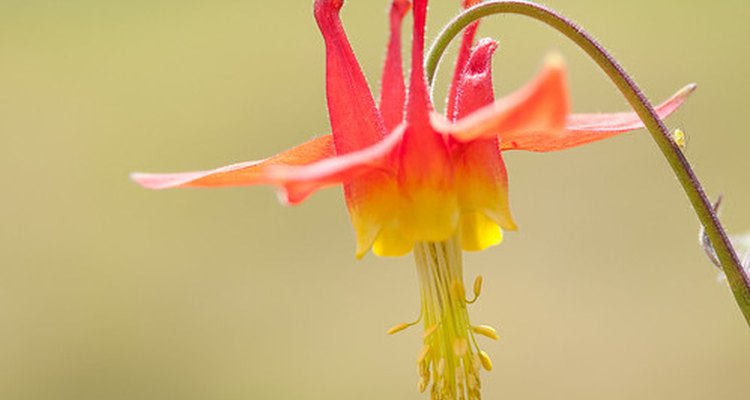 Columbine