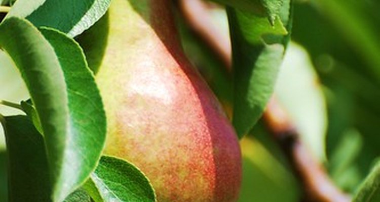 A pear tree can bear fruit four to six years after it is planted from seed.