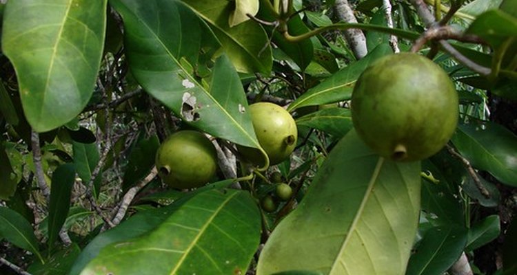 Árbol de aguacate con fruta.