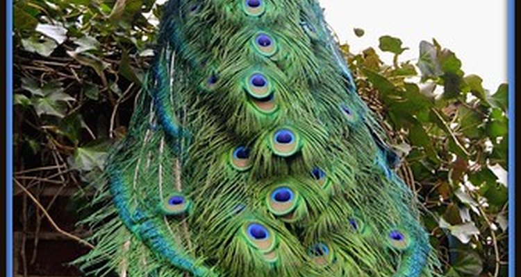 The peacock's tail is designed for courtship displays.