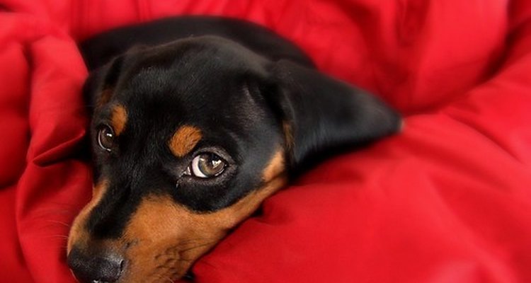 Dachshunds, like most puppies, are weaned after eight weeks.