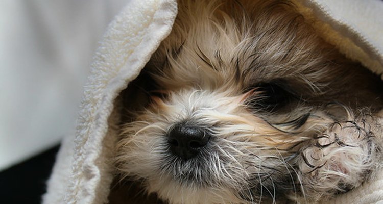 Cachorro Shih Tzu,