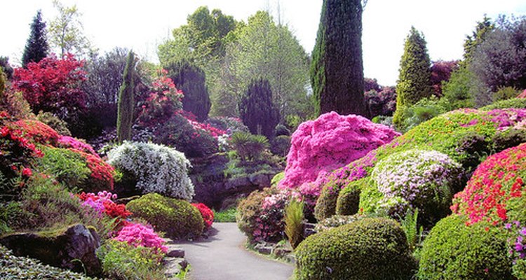 Las azaleas se utilizan comúnmente para decorar jardines.