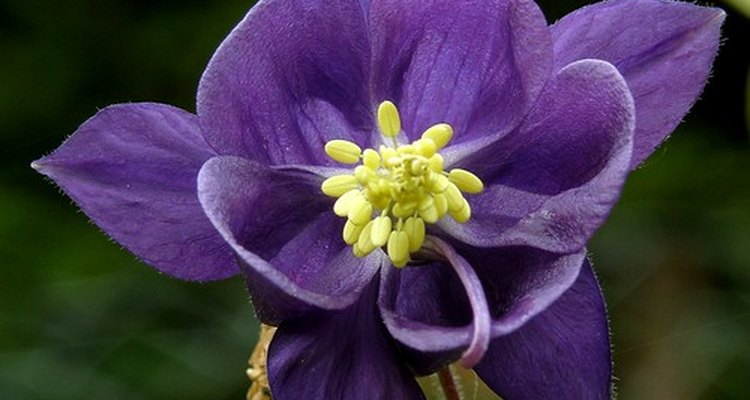 Columbine