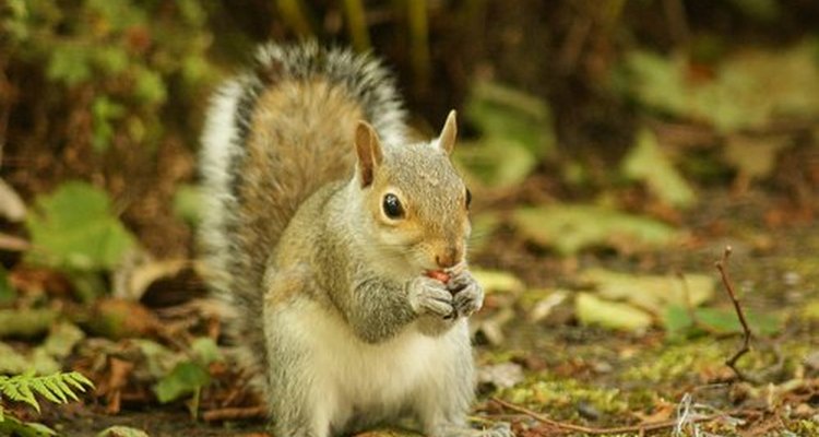 Eastern grey squirrel.