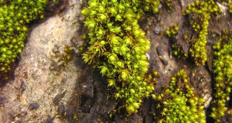 O verde musgo aparece na natureza como uma tonalidade de amarelo