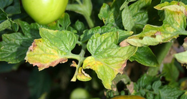 Hay un gran espacio de tiempo entre que las plantas de tomate son semillas y dan frutas.