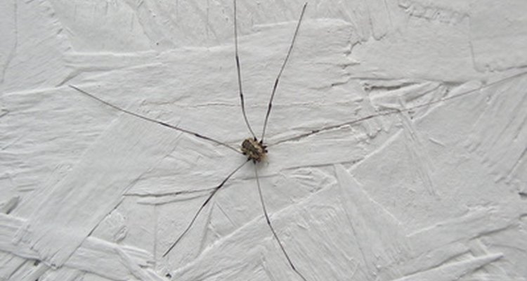 how-to-kill-daddy-long-legs