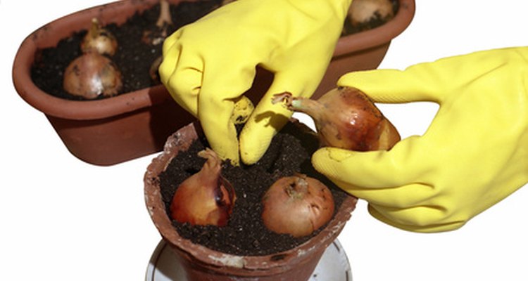 La chiviría es un vegetal de invierno cuyo sabor mejora al estar expuesta a climas extremadamente fríos.