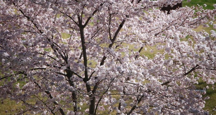 Dogwoods are a captivating sight.